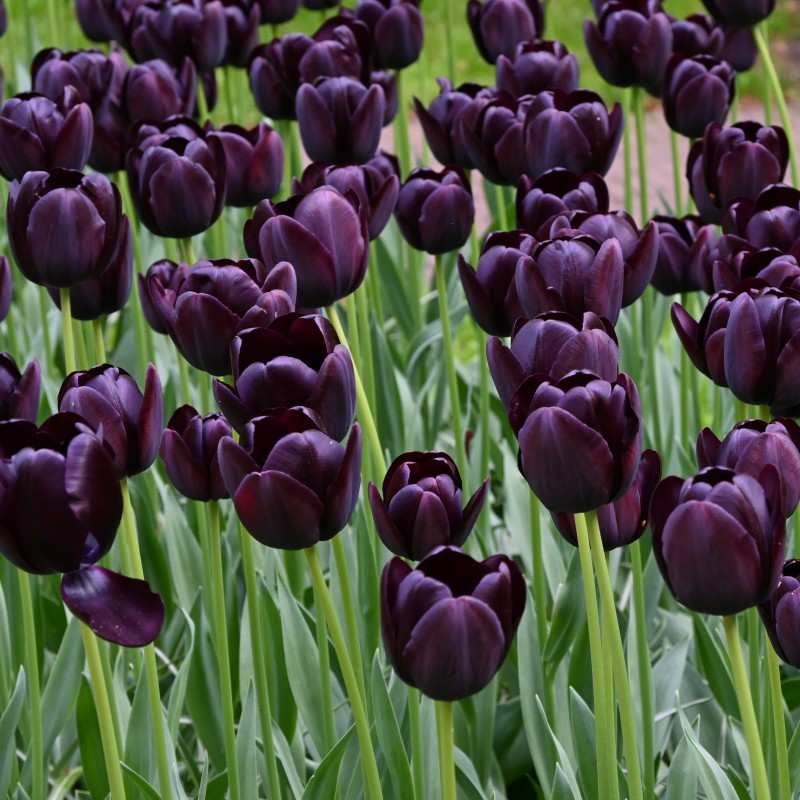 Tulipa 'Queen of Night'