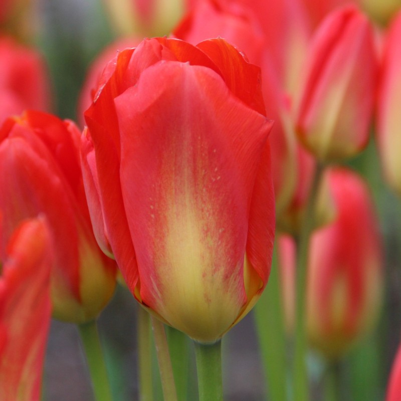 Tulipa 'Red Alert'