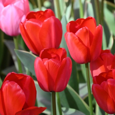 Tulipa 'Red Impression'