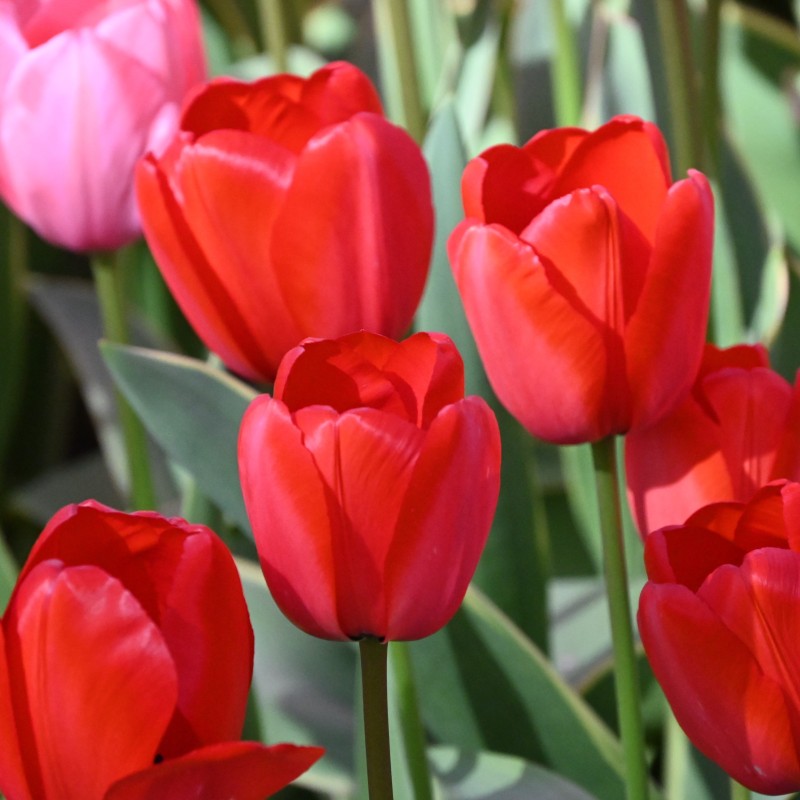 Tulipa 'Red Impression'