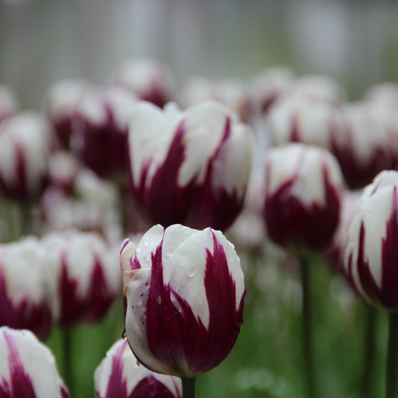 Tulipa 'Rem's Favourite'
