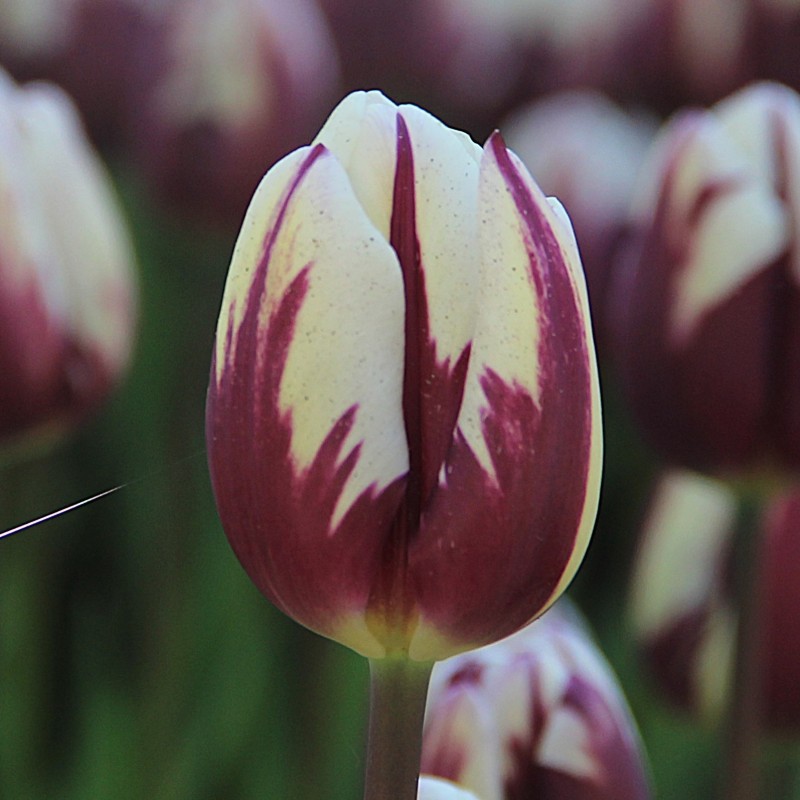 Tulipa 'Rem's Favourite'