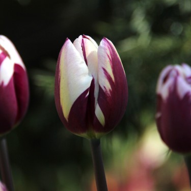 Tulipa 'Rem's Favourite'