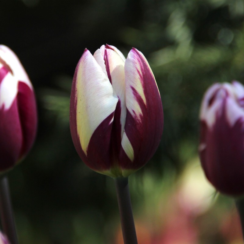 Tulipa 'Rem's Favourite'