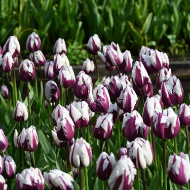 Tulipa 'Rem's Favourite'
