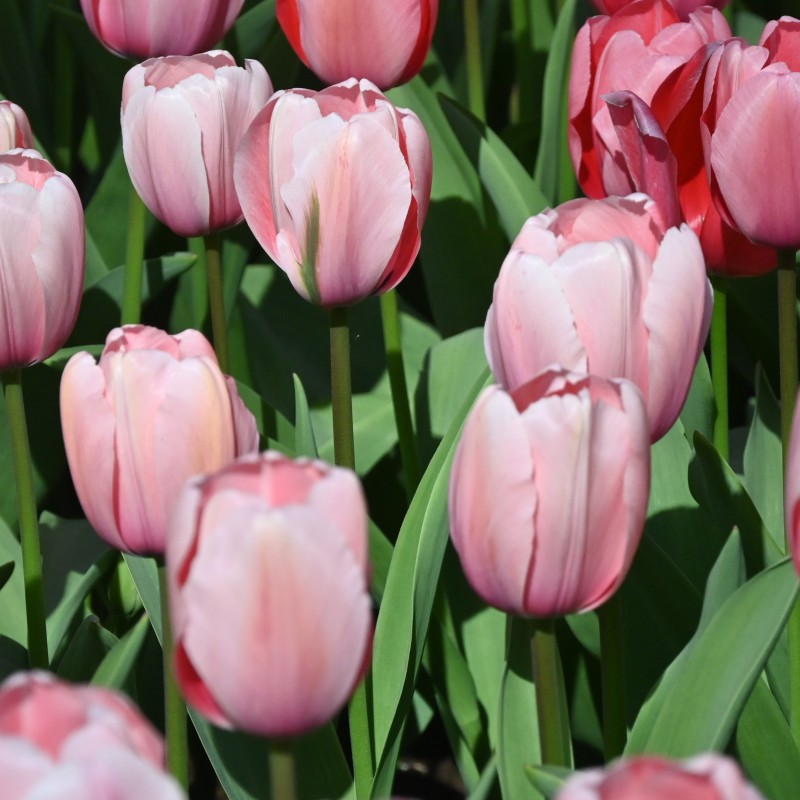 Tulipa 'Salmon Impression'