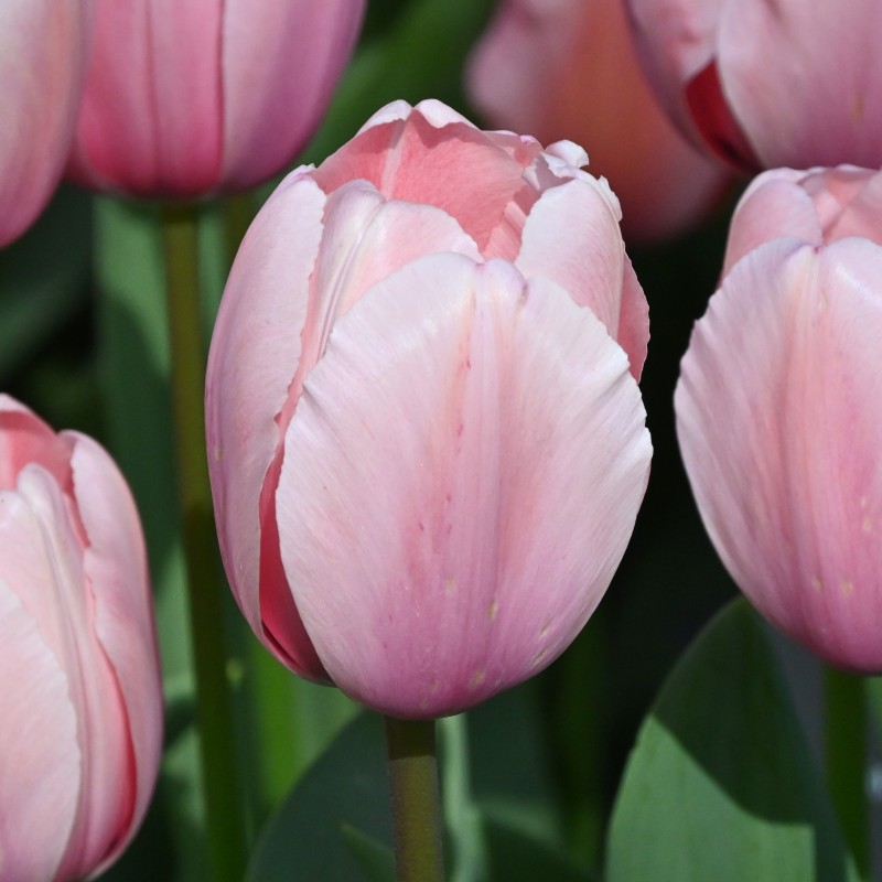 Tulipa 'Salmon Impression'