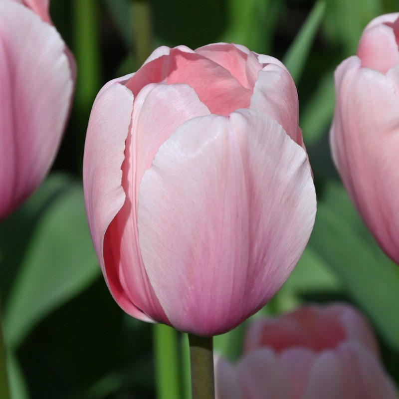Tulipa 'Salmon Impression'