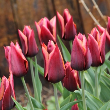Tulipa 'Slawa'