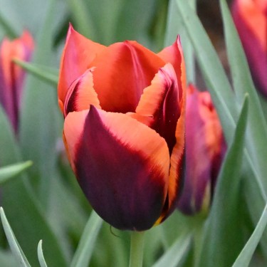 Tulipa 'Slawa'