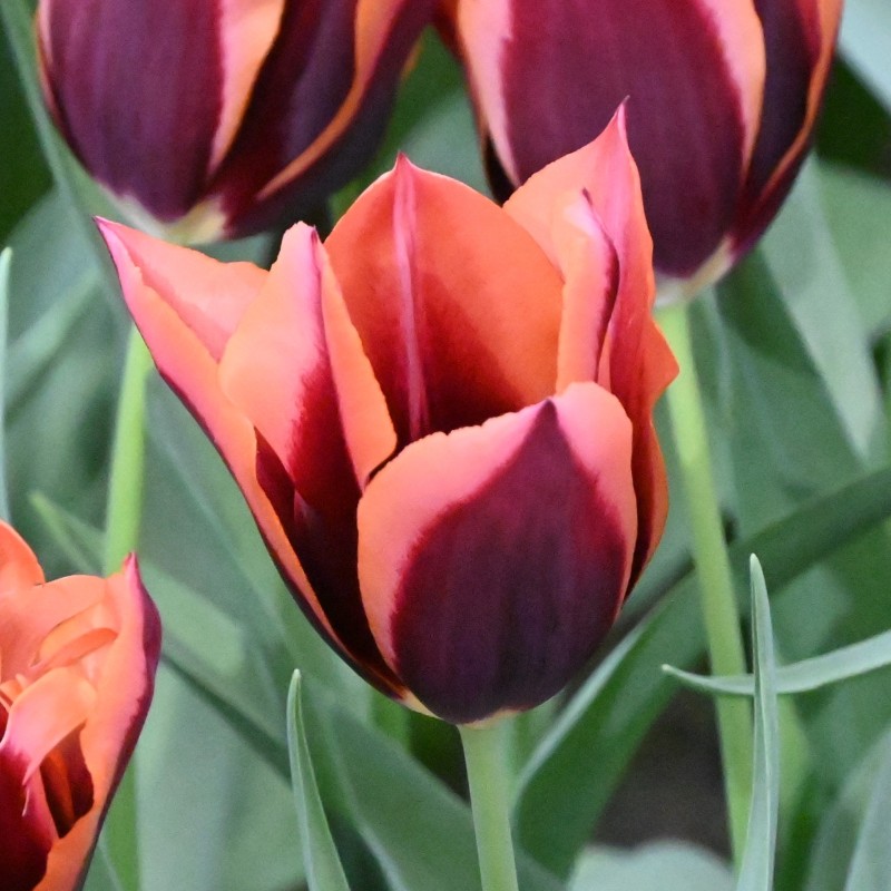 Tulipa 'Slawa'