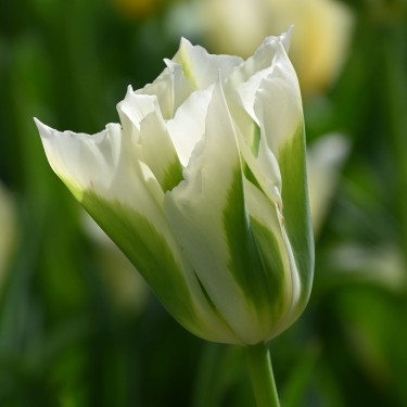 Tulipa 'Spring Green'
