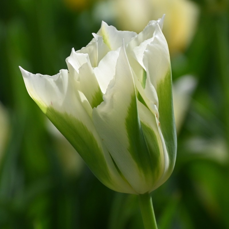 Tulipa 'Spring Green'