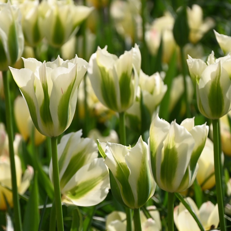 Tulipa 'Spring Green'