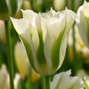 Tulipa 'Spring Green'