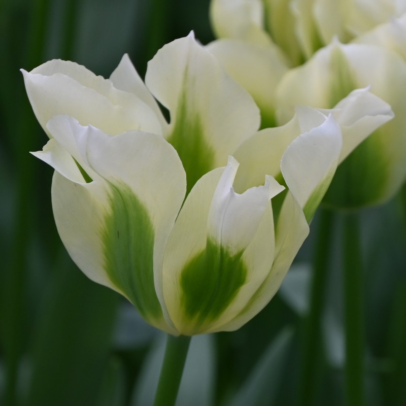Tulipa 'Spring Green'