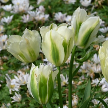 Tulipa 'Spring Green'