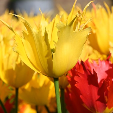 Tulipa 'Sunny Leo'