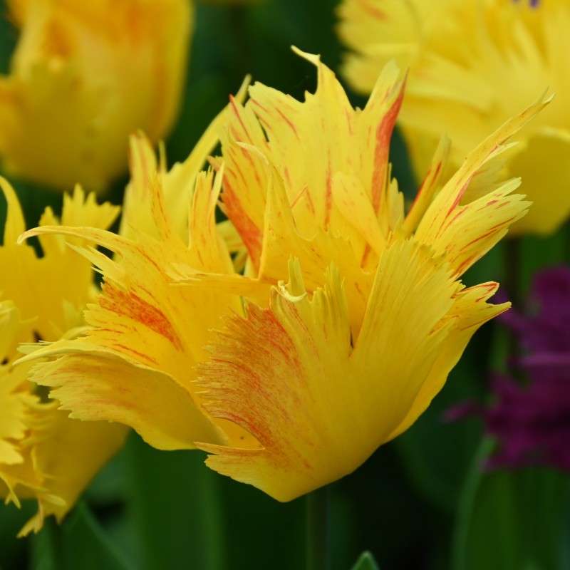 Tulipa 'Sunny Leo'