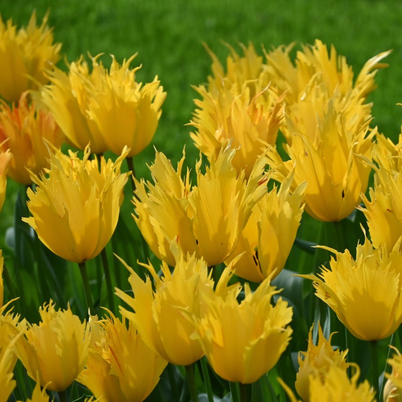 Tulipa 'Sunny Leo'
