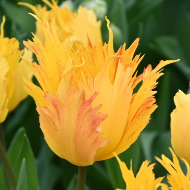 Tulipa 'Sunny Leo'