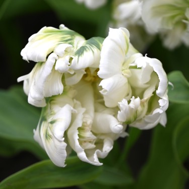 Tulipa 'Super Parrot' ®