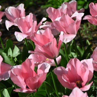 Tulipa 'Sweet Sixteen'