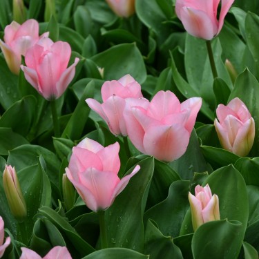 Tulipa 'Sweet Sixteen'