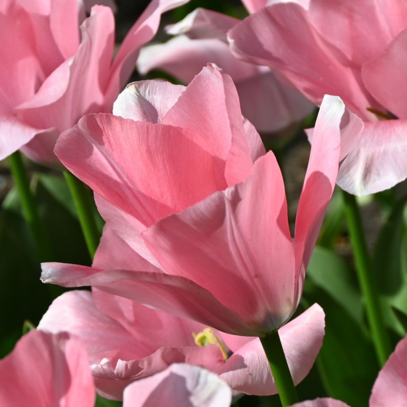 Tulipa 'Sweet Sixteen'