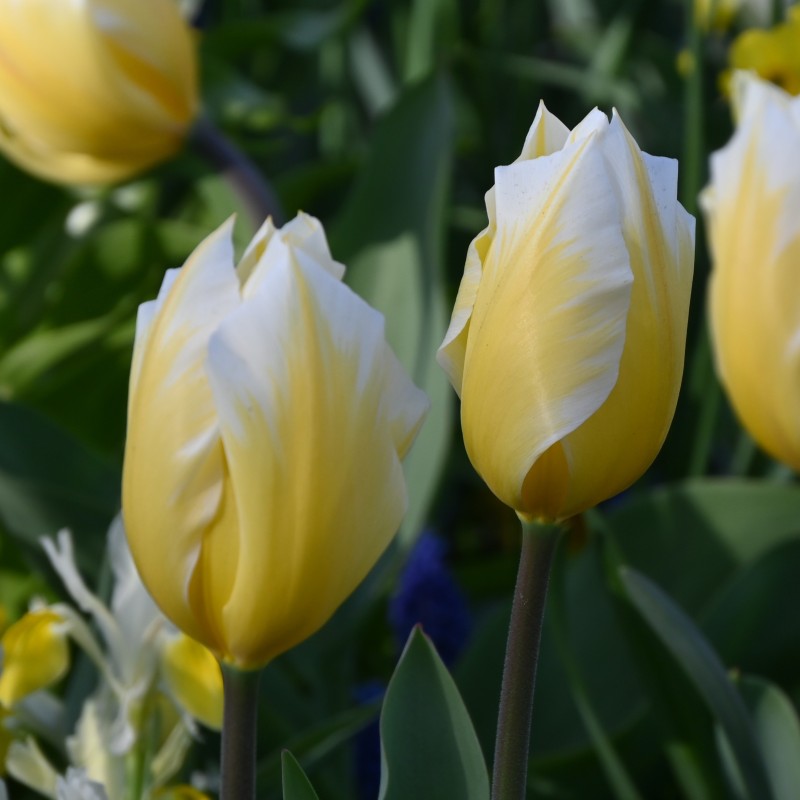 Tulipa 'Sweetheart'