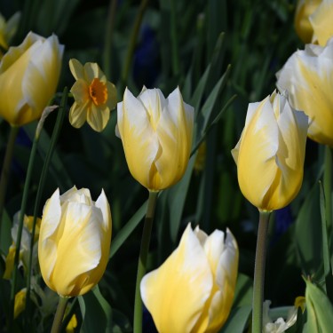 Tulipa 'Sweetheart'