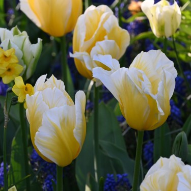 Tulipa 'Sweetheart'