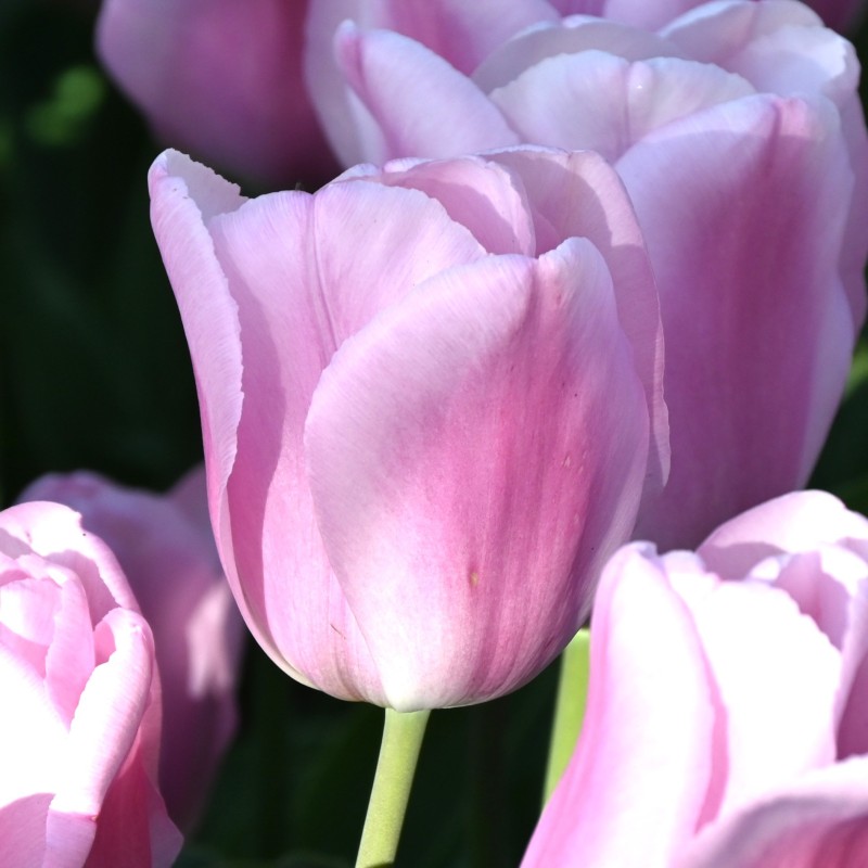 Tulipa 'Synaeda Amor'