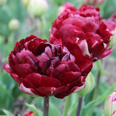 Tulipa 'Uncle Tom'