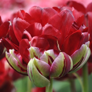 Tulipa 'Uncle Tom'