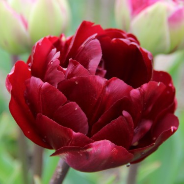 Tulipa 'Uncle Tom'