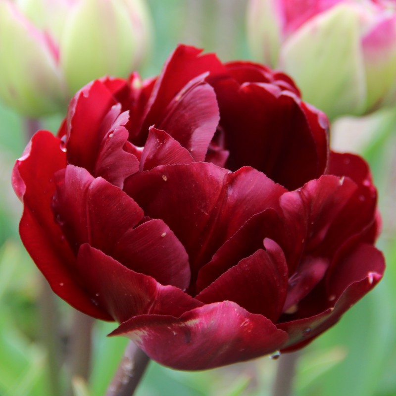 Tulipa 'Uncle Tom'