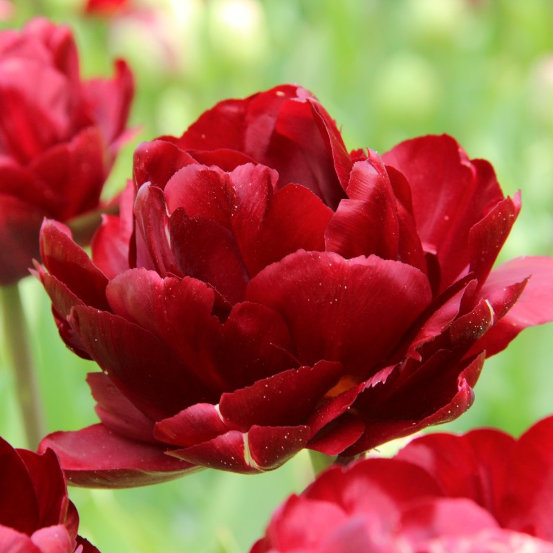 Tulipa 'Uncle Tom'
