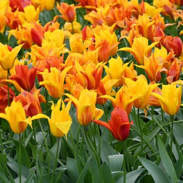 Tulipa 'Vendee Globe'
