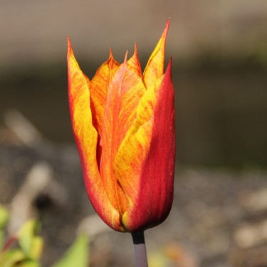 Tulipa 'Vendee Globe'