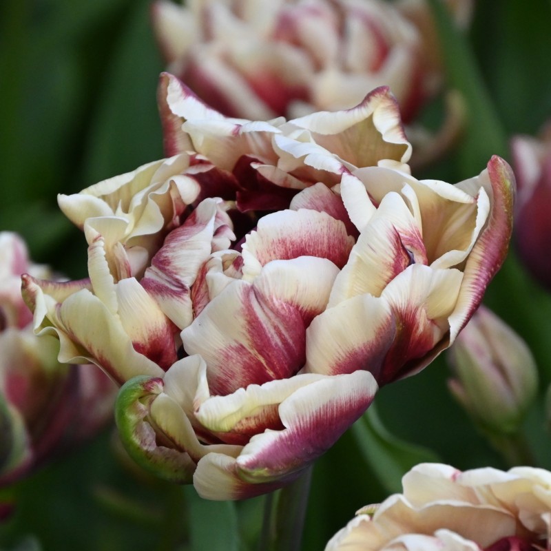 Tulipa 'Wyndham'
