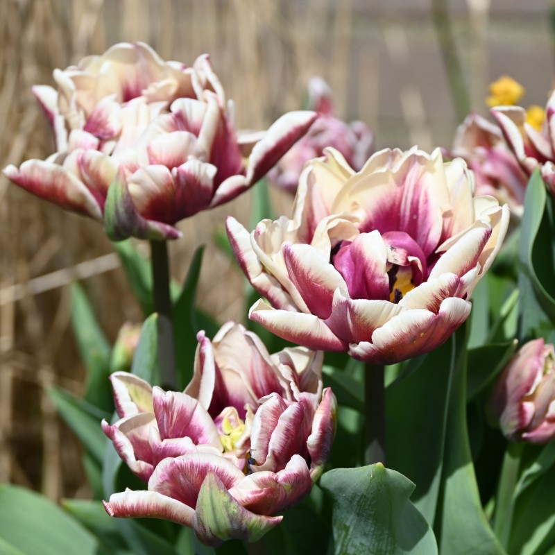 Tulipa 'Wyndham'