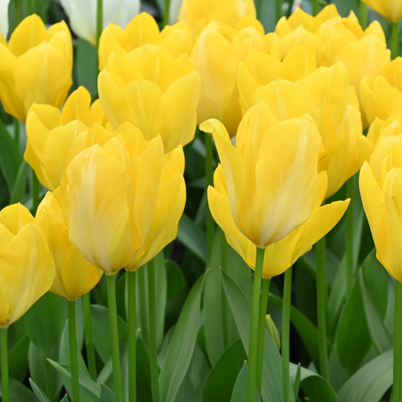Tulipa 'Yellow Purissima'