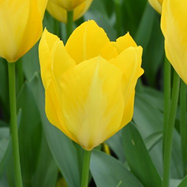 Tulipa 'Yellow Purissima'