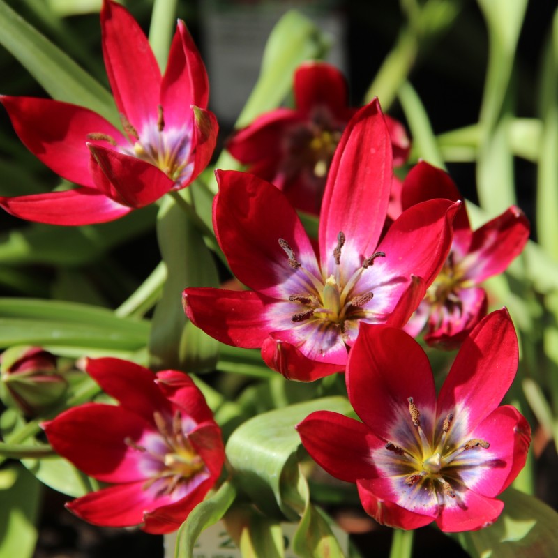 Tulipa 'Tiny Timo'