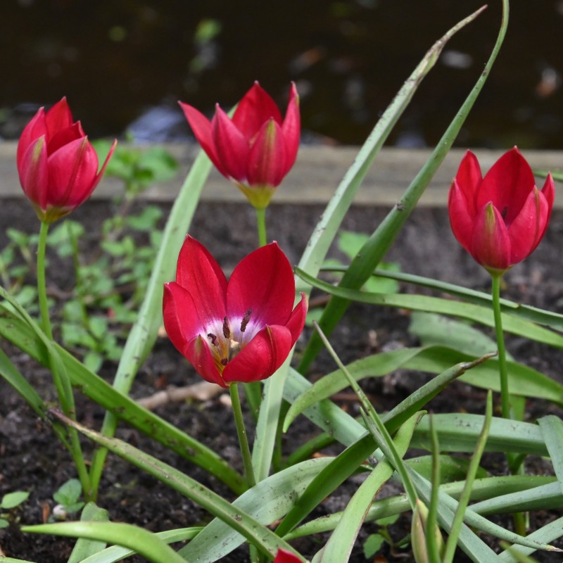 Tulipa 'Tiny Timo'