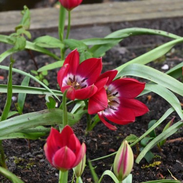 Tulipa 'Tiny Timo'