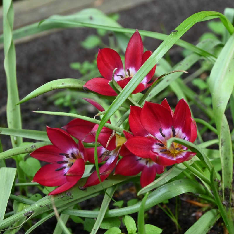 Tulipa 'Tiny Timo'