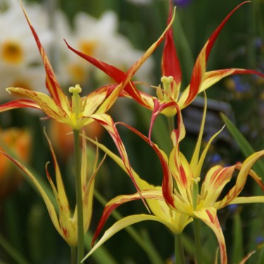 Tulipa acuminata