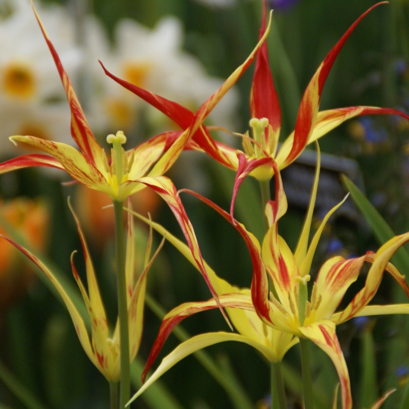 Tulipa acuminata